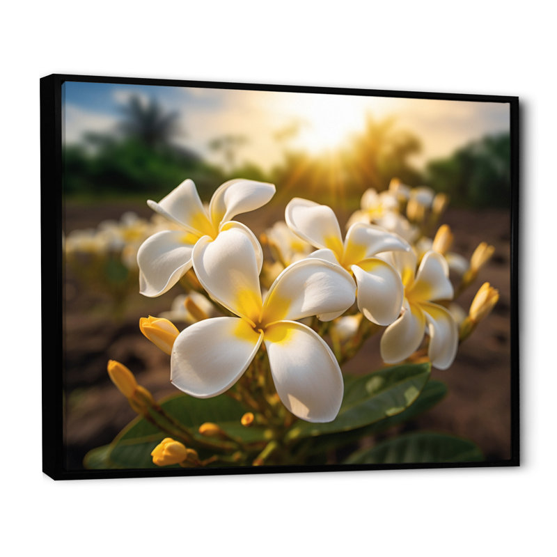 Jaune jaune blanc exotique Plumeria Blooms II sur toile, 16" H x 32" W, Cadre flottant noir