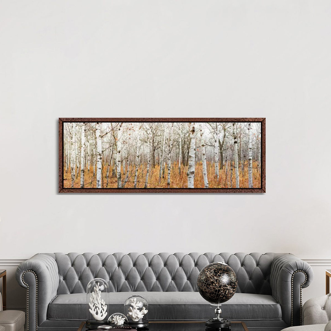 Birch Grove Panoramic by Nik Rave - Panoramic Print on Canvas