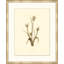 Tulip Print