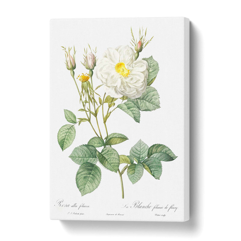 White Rose Of York by Pierre-Joseph Redoute - Wrapped Canvas Painting, 50.8 cm H x 35.6 cm W