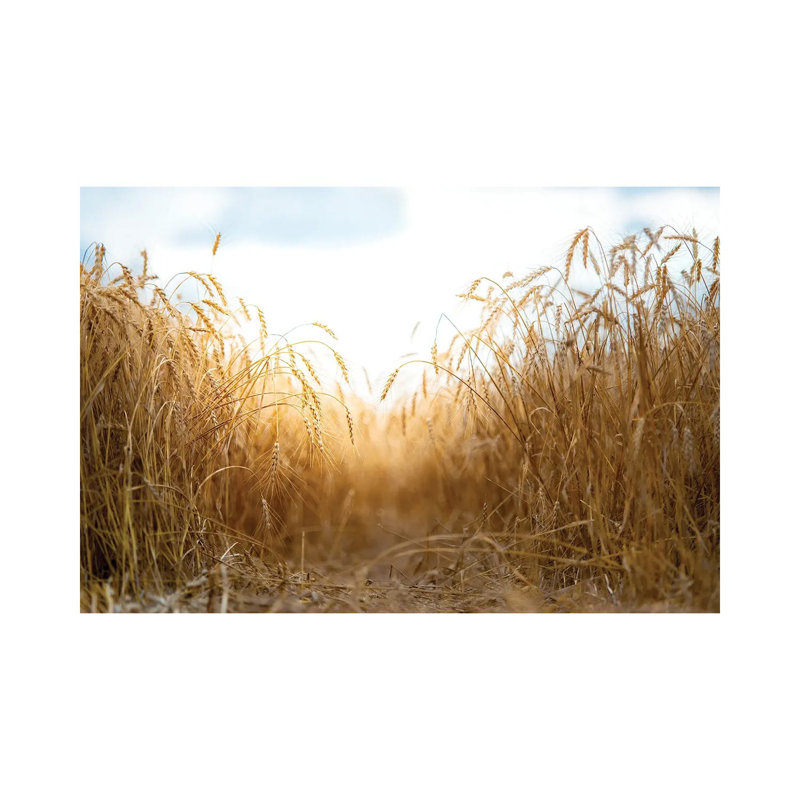 Millet Field Path In A Center by Nik Rave - Wrapped Canvas Gallery-Wrapped Canvas Giclée, 66.04 cm H x 45.72 cm W