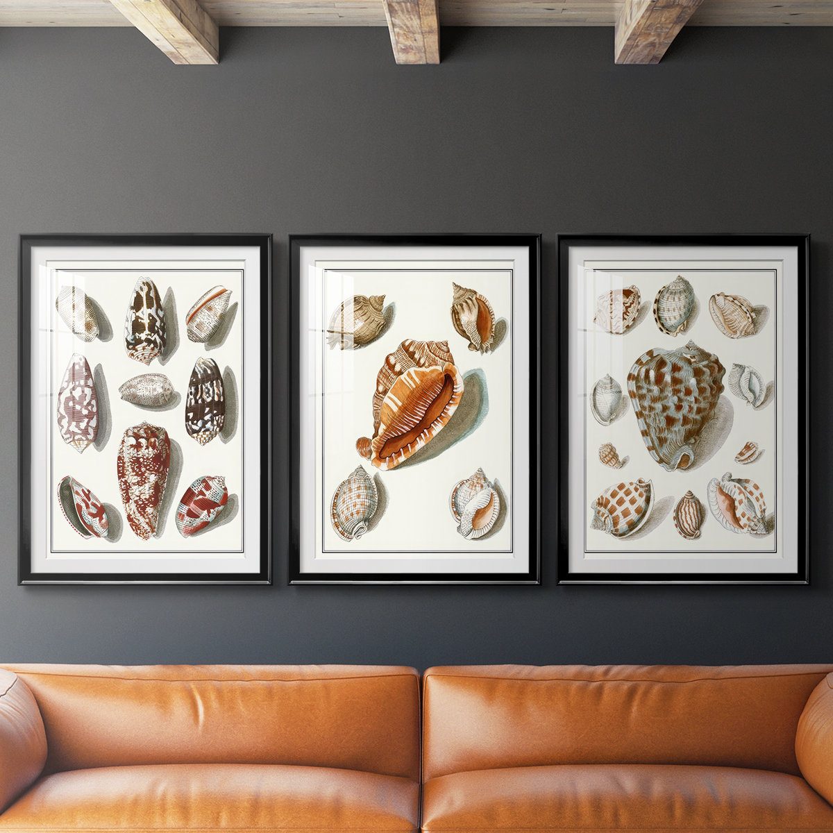 Framed Shell Collection Bayou Breeze Collected Shells VI -Custom Framed Premium Print W Matt ...