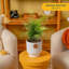 Parlor Palm Tree in Ceramic Planter