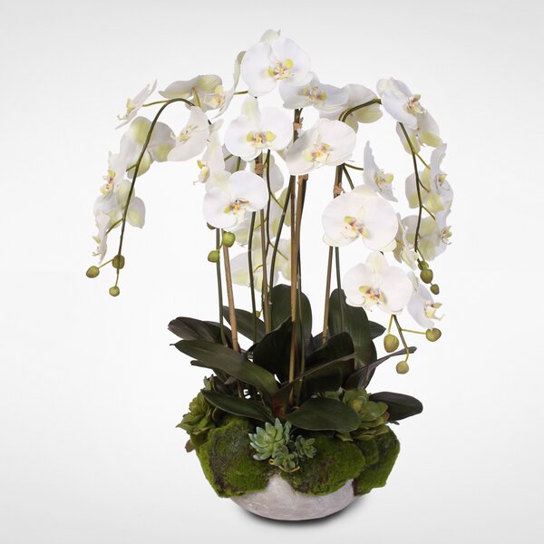JennySilks Orchid Arrangement | Wayfair