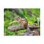 No Frame Print on Canvas-653752559