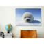 « baby seal », reproduction de photo sur toile-22931005