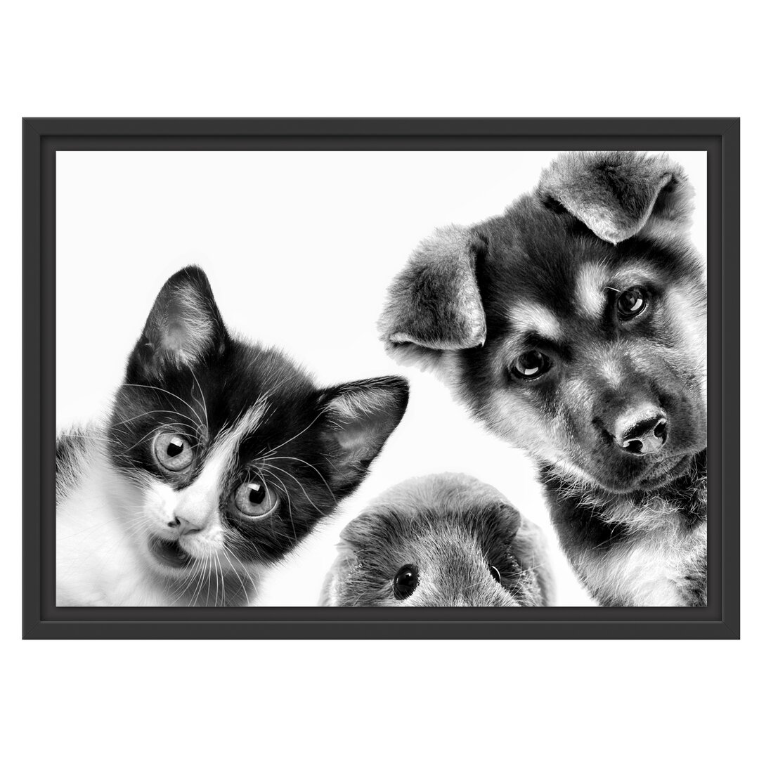 Gerahmtes Wandbild Trio Hund Katze Meerschwein