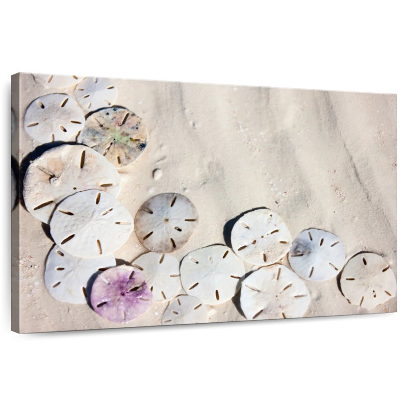 Beach Sand Dollars, 26" H x 39" W