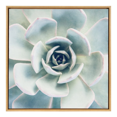 Succulent 7 by Emiko and Mark Franzen F2Images Framed Canvas Wall Art Print