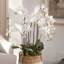 Evan Orchids Arrangement-20210602