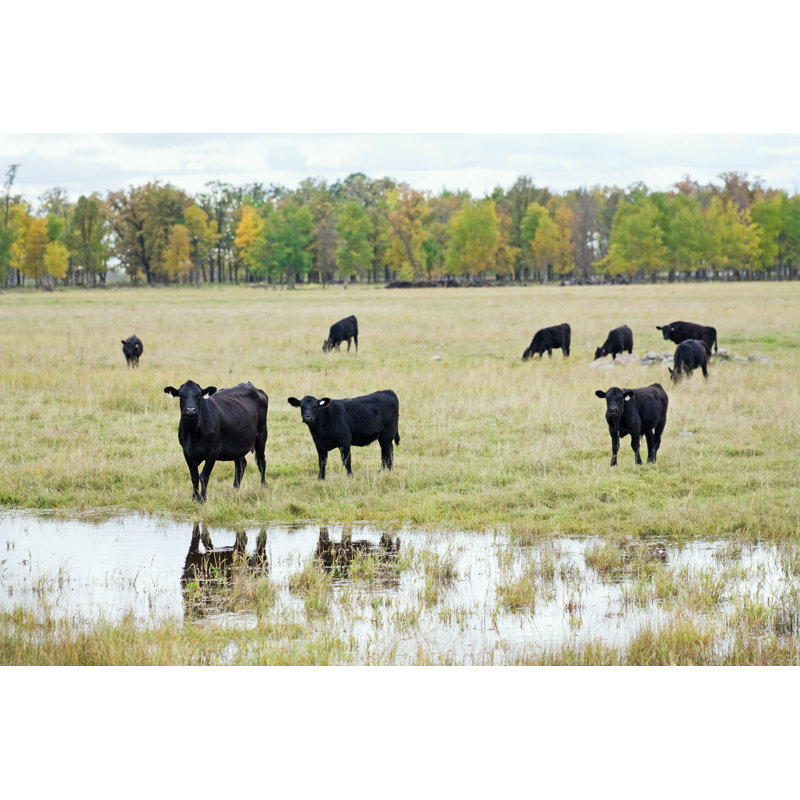 Black Angus Cattle In The Pasture by Skhoward - No Frame Art Prints on Canvas, 61cm H x 91cm W