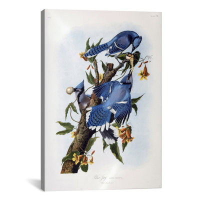 " Blue Jay " by John Audubon