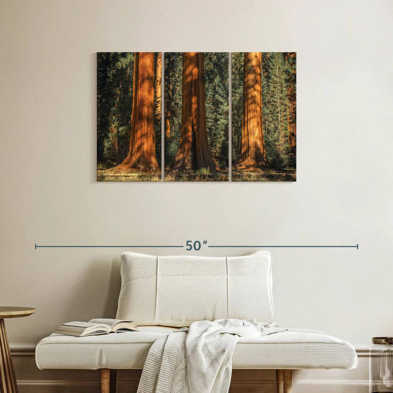 Arbres anciens du parc Harnek Sequoia, H 24 po x l 38 po