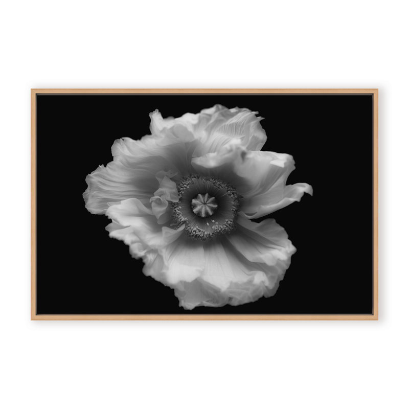 Nature Inspired Poppy in Mono by  - Picture Frame Photograph on Paper, 16" H x 24" W x 1.125" D, Framed Matted Print, Black