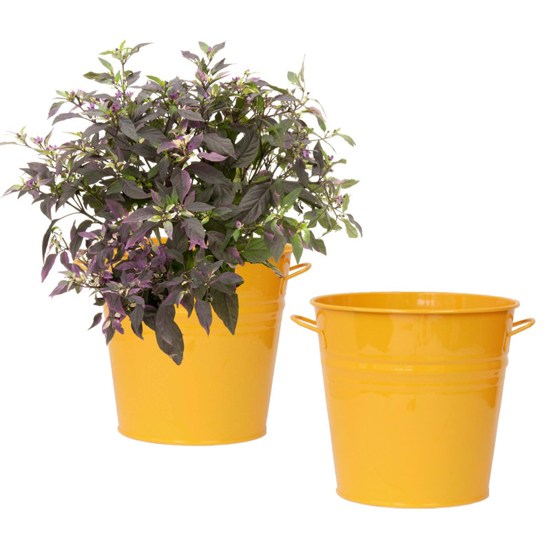 Maynard Metal Pot Planter, Saffron