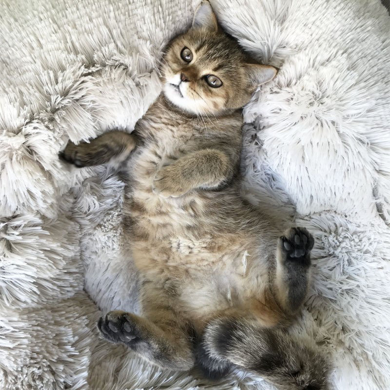 Velvet Bolster Pet Bed