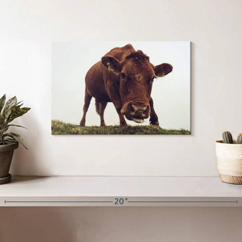 Chocolate Cow Face, 8" H x 12" W