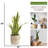 Panama 36'' Faux Snake Plant (Sansevieria) Tree