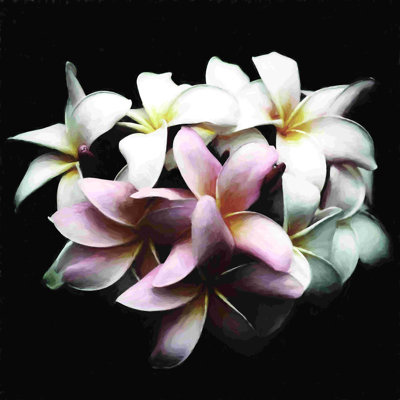 Bouquet rose sur fond noir - Photographie sur toile tendue