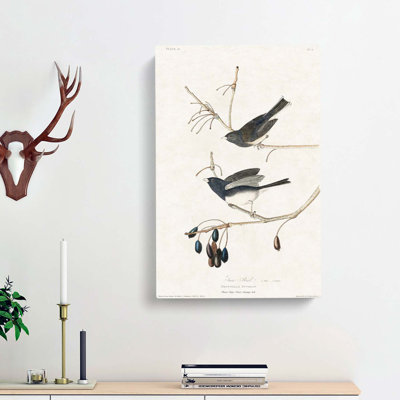 Snow Birds by John Audubon - Wrapped Canvas