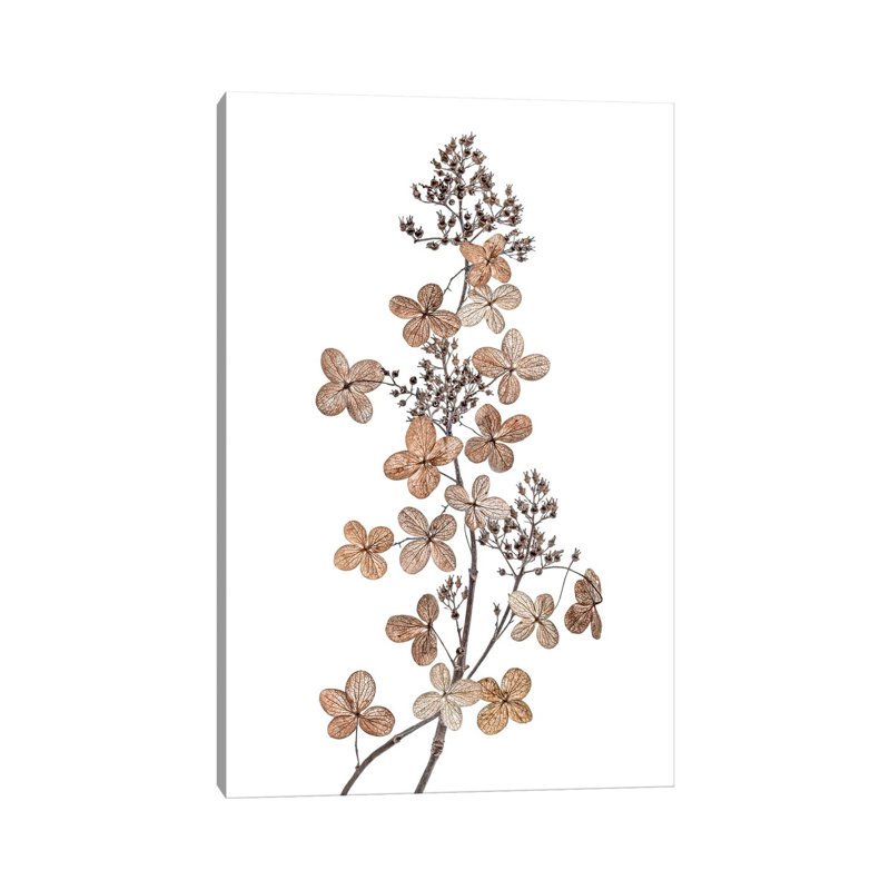 Hydrangea Paniculata by Mandy Disher - Wrapped Canvas Gallery-Wrapped Canvas Giclée, 20.32 cm H x 30.48 cm W