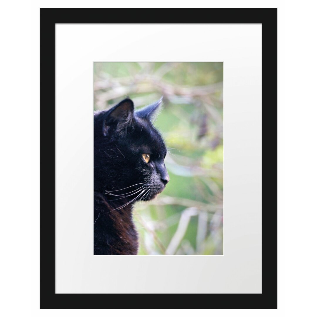 Gerahmtes Poster Schwarze Katze