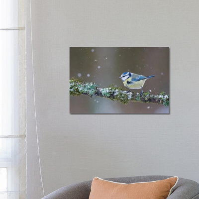 Blue Tit In Winter II by Mateusz Piesiak - Wrapped Canvas Print