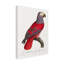 Bolognaise «Levaillant Parrot X» sur-98233024