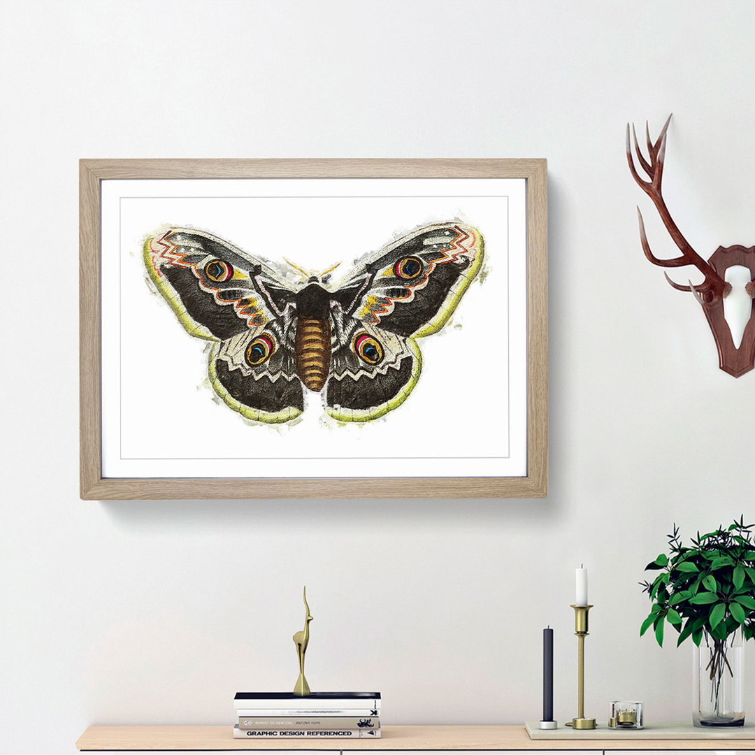 Great Peacock Moth by George Shaw - Picture Frame Painting Print