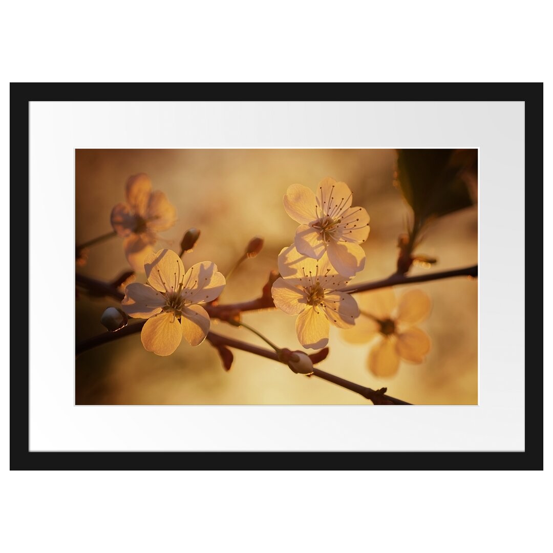 Gerahmtes Poster Weiße Blüten im Sonnenlicht