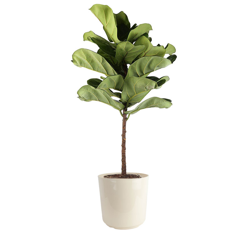 Costa Farms Fiddle Leaf Fig Plant in Planter & Reviews | Perigold