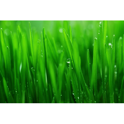 Fresh Spring Grass Background by Jasmina007