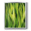 Blades of Grass I - Toile encadrée de qualité supérieure - prête à être accrochée-1914530356-1914530313