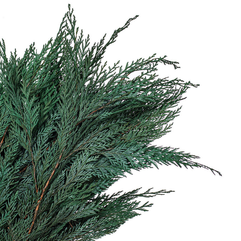 Dakota Fields Natural Botanicals 18-24 "Port Orford Cedar Branches - 16 oz. Cèdre préservé.