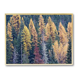 Autumn Tamarack Forest Print by Bruce Heinemann