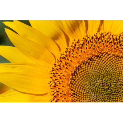 " Closeup Of Sunflower " by Antonchechotkin