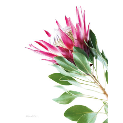 " Bold Protea III "