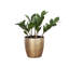 Live ZZ Houseplant in Classic Pot