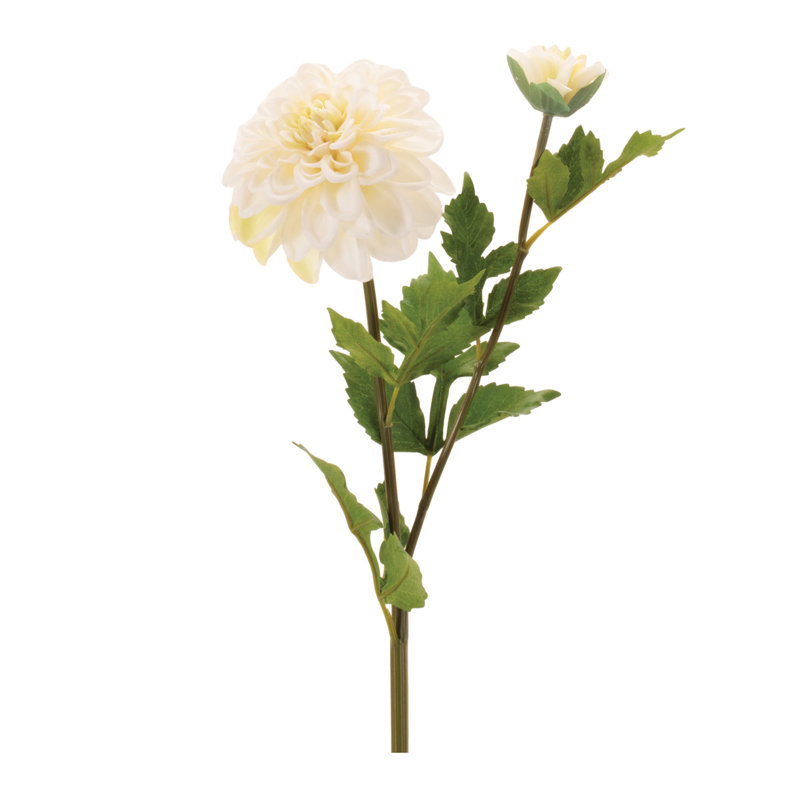Tige de fleur de dahlia