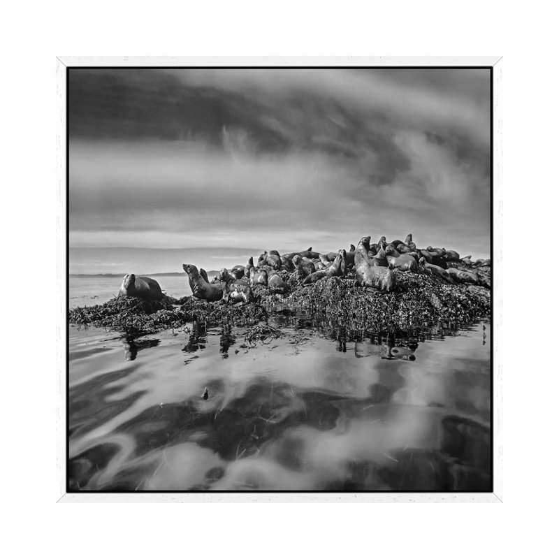 Steller's Sea Lions, Alaska by Tim Fitzharris - Gallery-Wrapped Canvas Giclée on Canvas, 66.04 cm H x 66.04 cm W