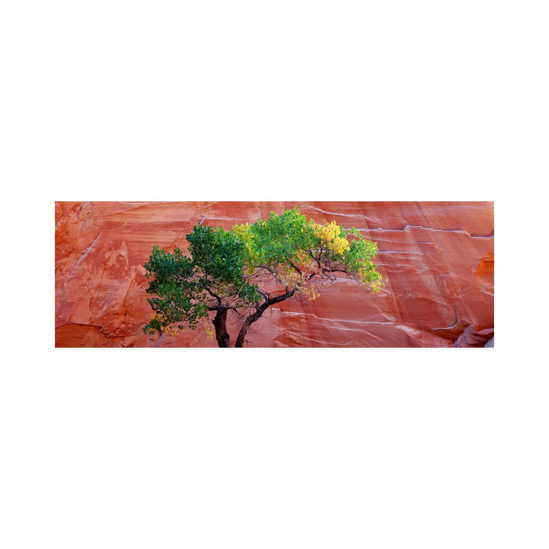 Low Angle View Of A Cottonwood Tree In Front Of A Sandstone Wall, Escalante National Monument, Utah, USA by Panoramic Images - Wrapped Canvas Panoramic Print