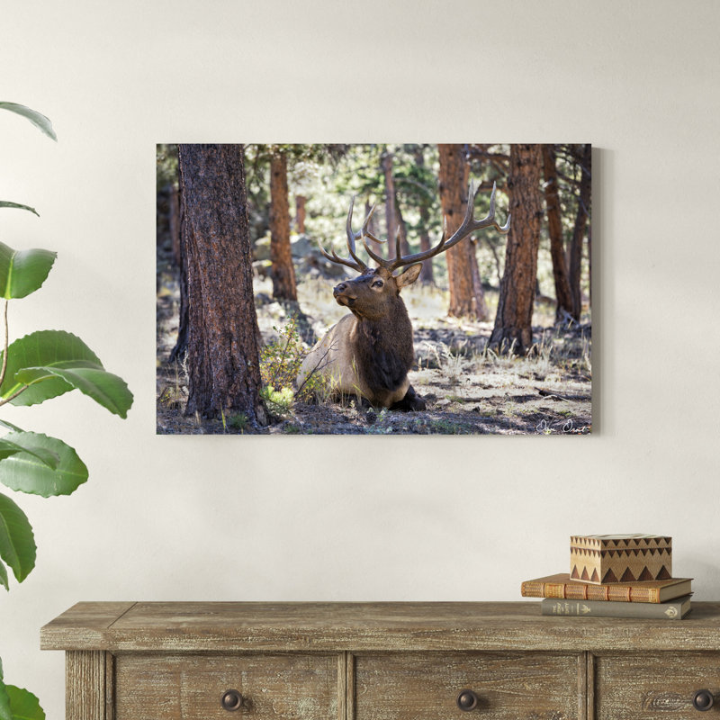 Elk Study I, H 24 po x l 36 po x P 1,25 po