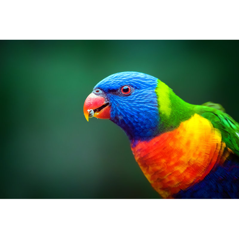 Rainbow Lorikeet - Photographie sur toile tendue, H 24 po x l 36 po
