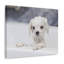 No Frame Print on Canvas-370684923
