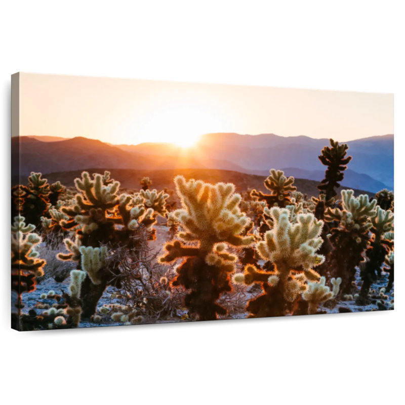 Jardin de cactus Harnek, H 8 po x l 12 po