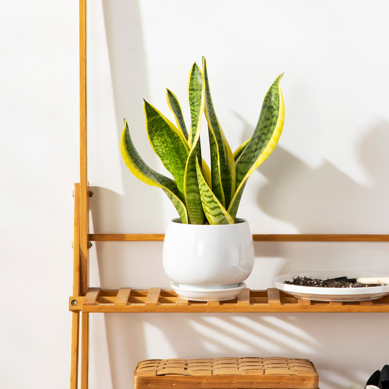 TYHPOT Ceramic Pot Planter, White