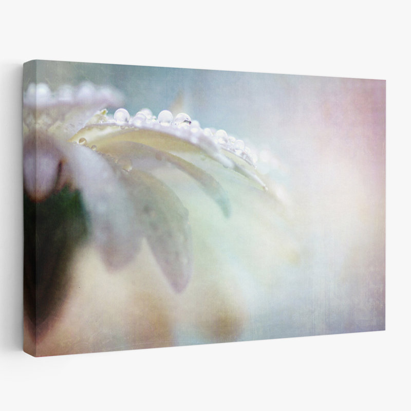 Plantes, fleurs, paysage, nature, marguerites, H 40 po x l 60 po