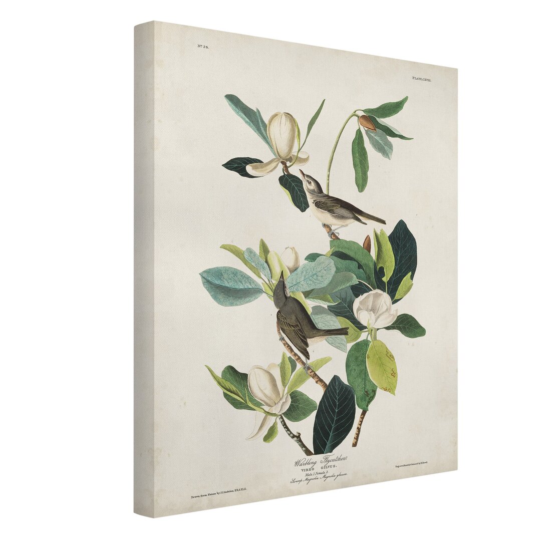 Leinwandbild Vintage Flycatcher Wall Chart