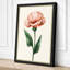 Pink Carnation Study Botanical - Wrapped Canvas-498462761-498462767