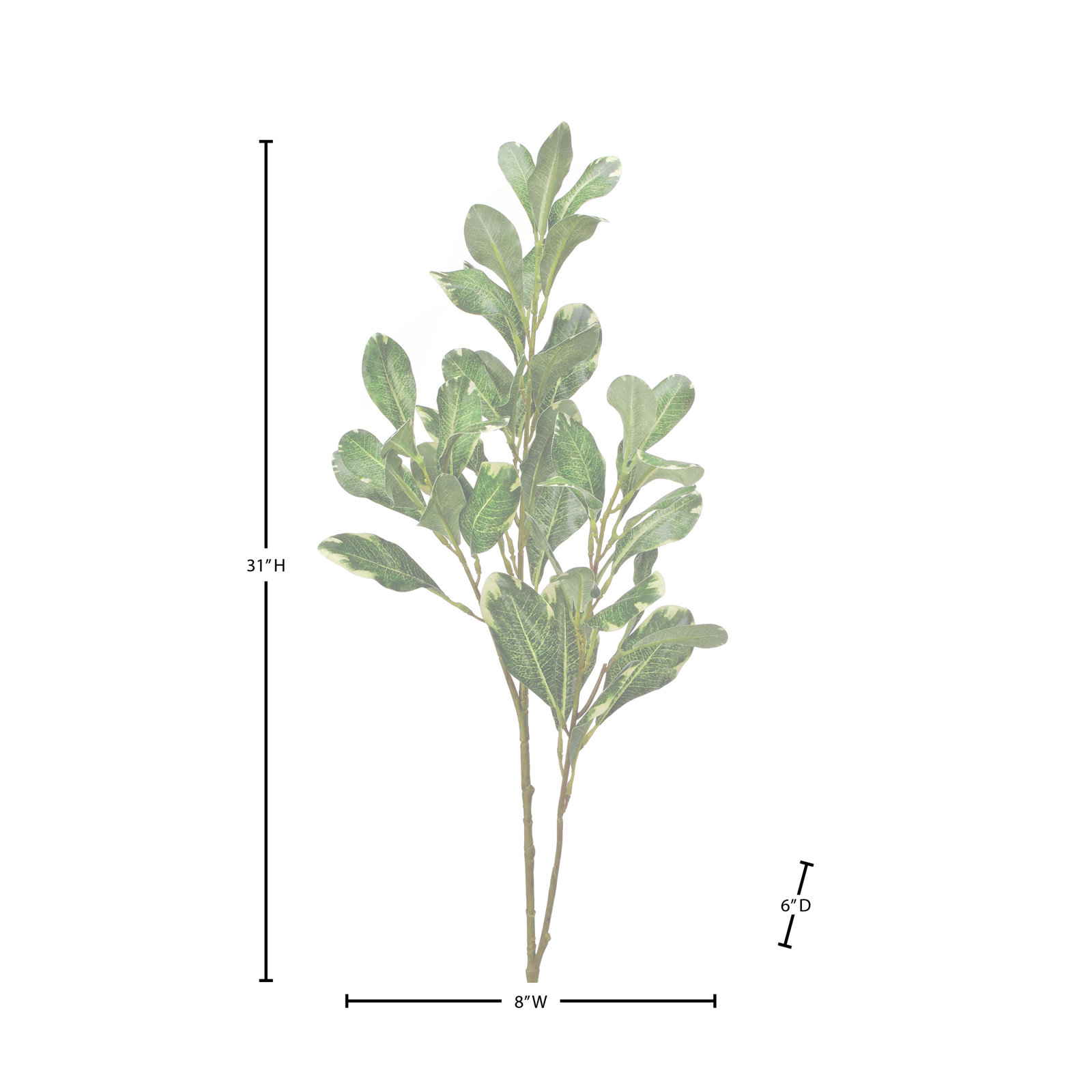 Pittosporum Stems